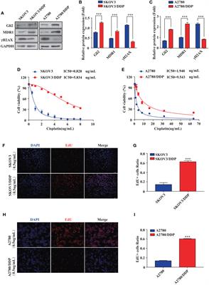 Hedgehog−Gli2 Signaling Promotes Chemoresistance in Ovarian Cancer Cells by Regulating MDR1